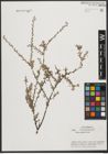 Foto von Salix taxifolia Kunth